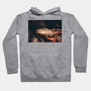 Autumn Leaves Hoodie